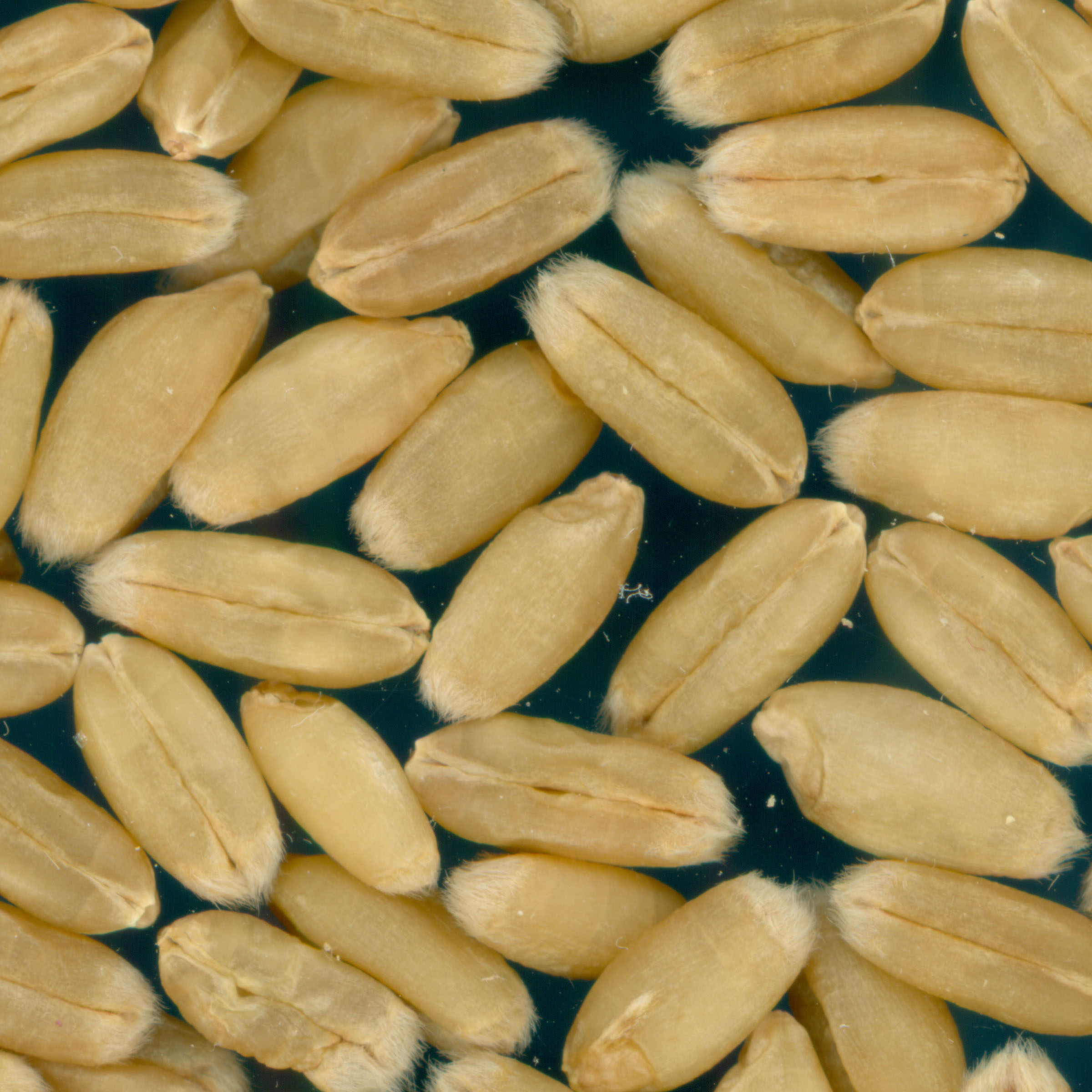 Click for 3 image(s) for this accession. KERNELS